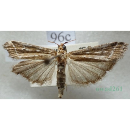 Pempeliella ornatella (Denis & Schiffermüller, 1775) Czech96c